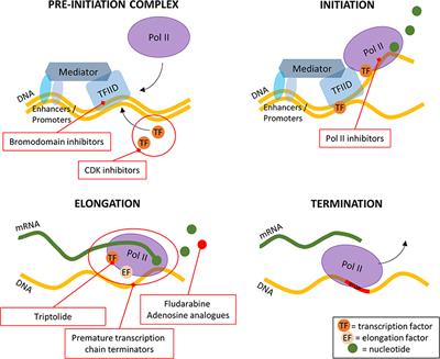 <mark class="highlighted">Transcription and Translation</mark> Inhibitors in Cancer Treatment